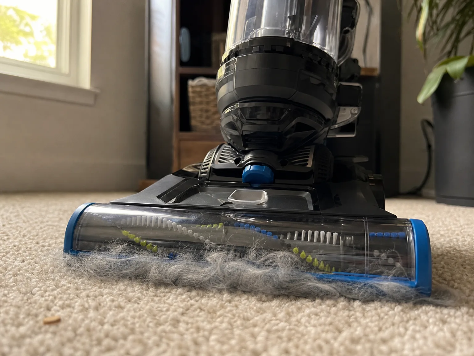 Close-up of an upright vacuum floor head pulling a thick band of gray pet hair out of beige medium-pile carpet