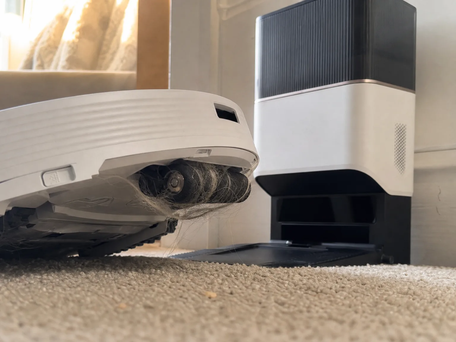 Close-up of a white robot vacuum's twin rubber rollers lifting long pet hair out of a medium-pile beige rug